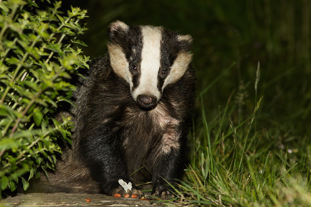 1306150606158624.jpg - Badger on the path