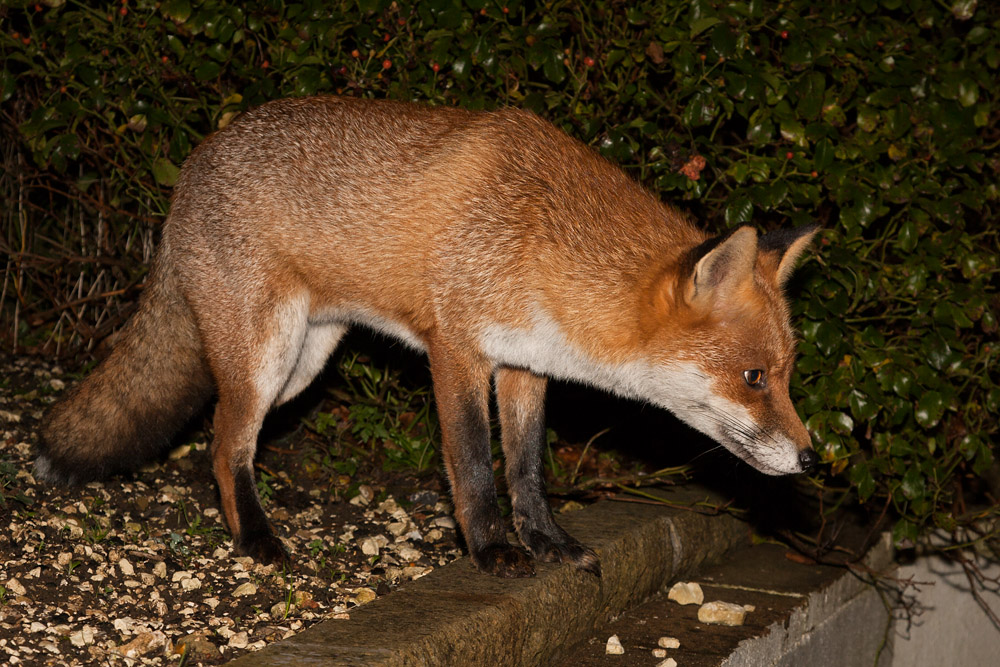 1306160611090104.jpg - Fox looking down from top of wall