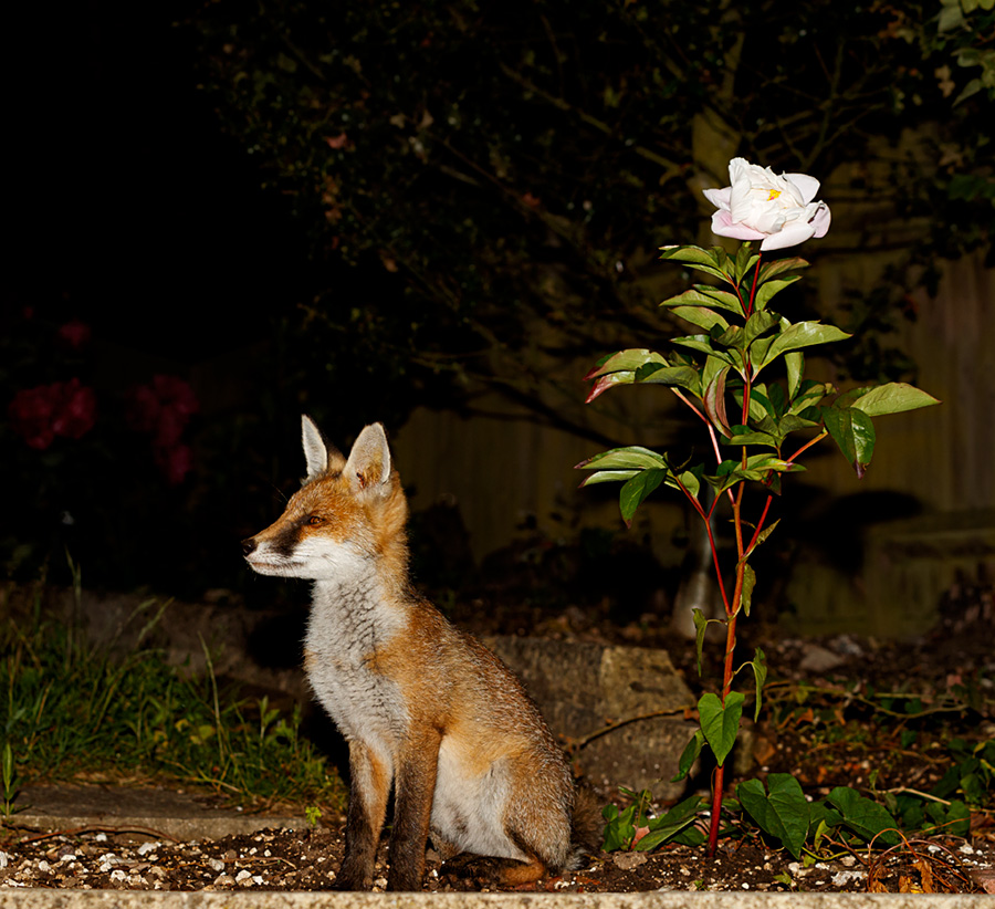 1306191206192772.jpg - Butch in the garden