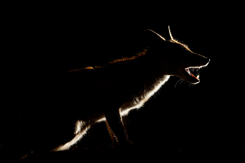1306201306205058.jpg - Backlit portraits of Wolfy