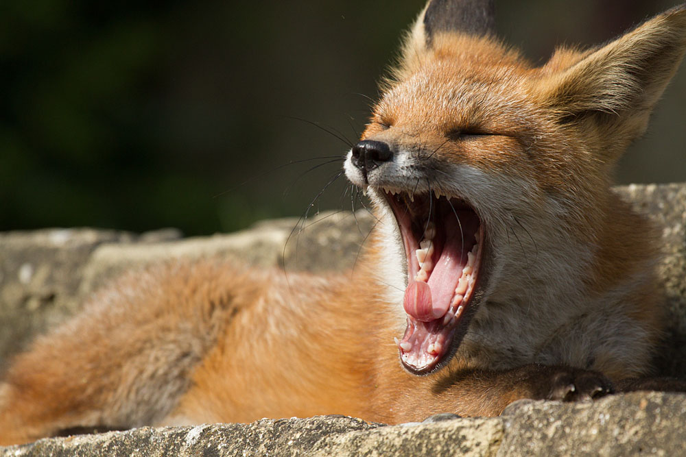 1307121207130604.jpg - Young fox realxing on garden steps