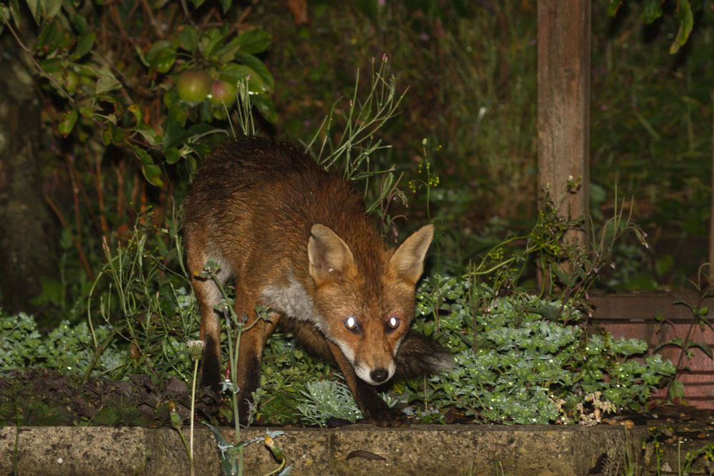 1307141207149552.jpg - Fox with nicked ear in garden