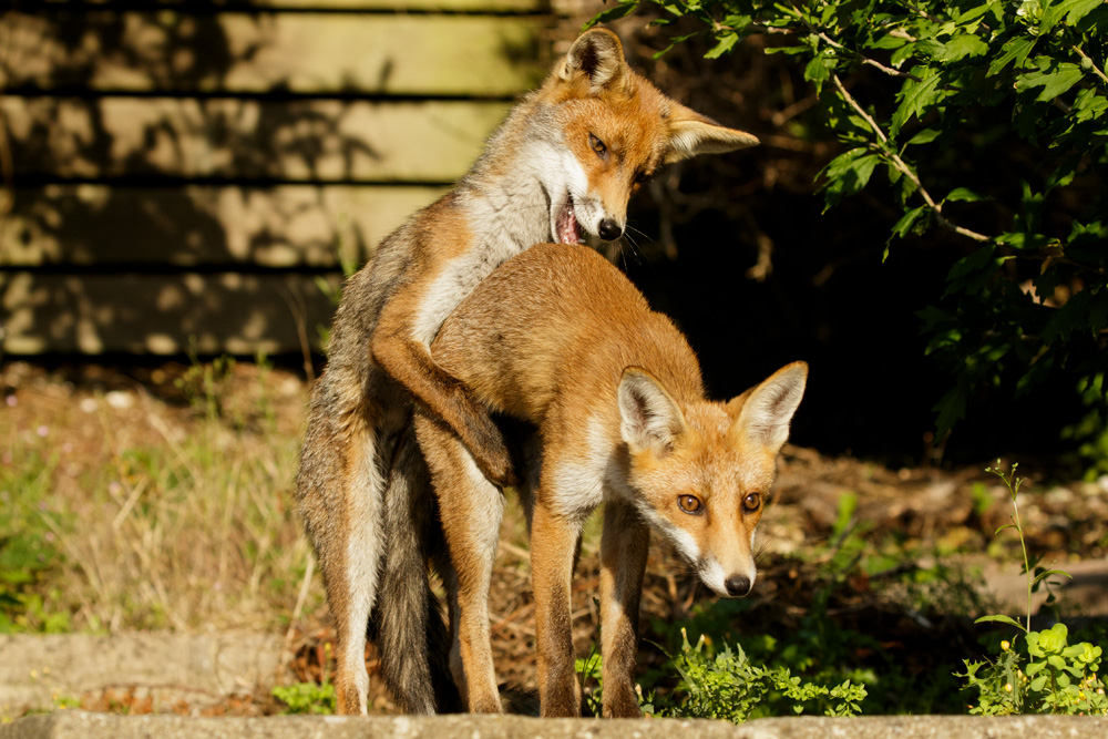 1307171307178361.jpg - The Little Dog Fox gets romantic with Long Nose