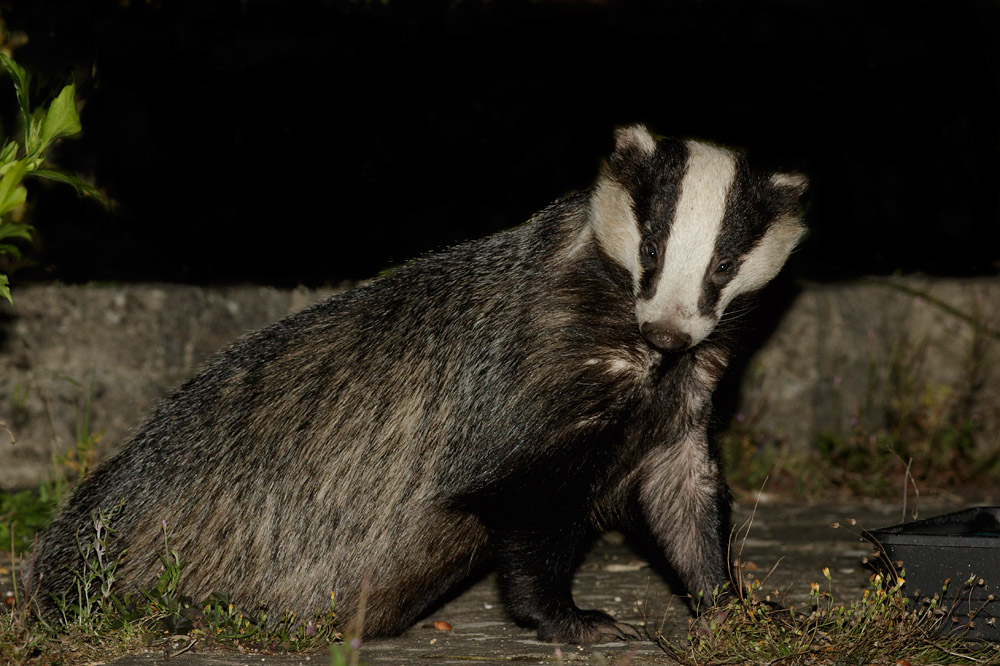1308150708153084.jpg - Badger in garden