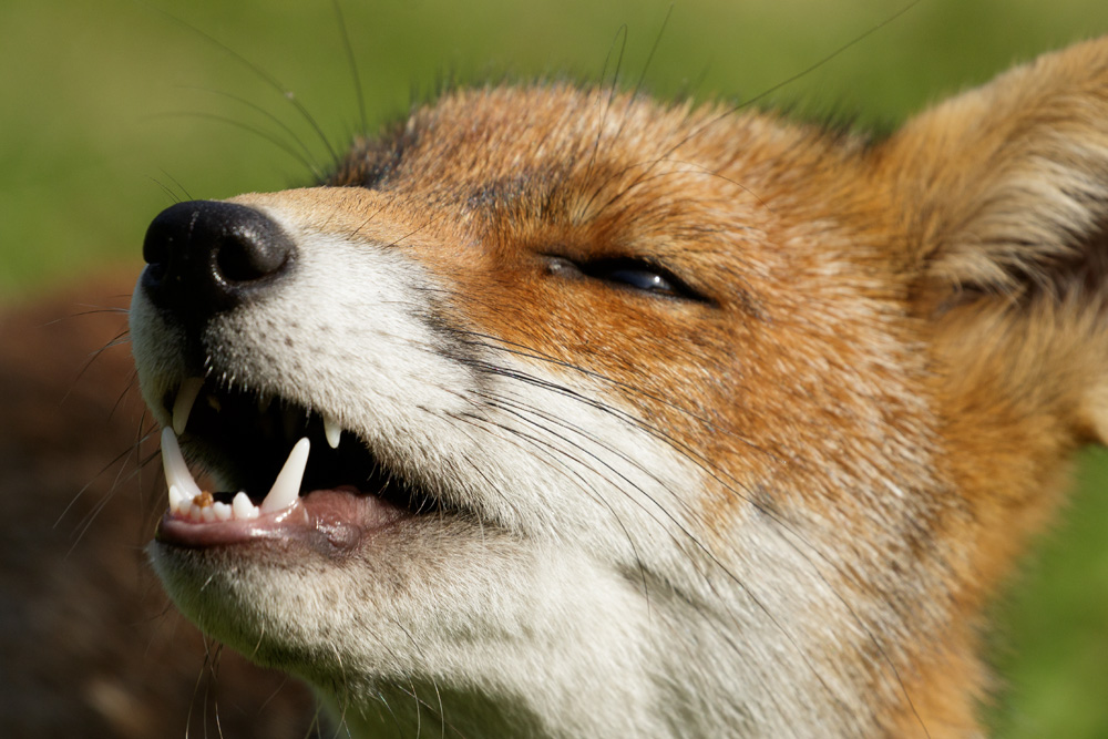 1308171308179488.jpg - Little dog fox relaxing in the garden