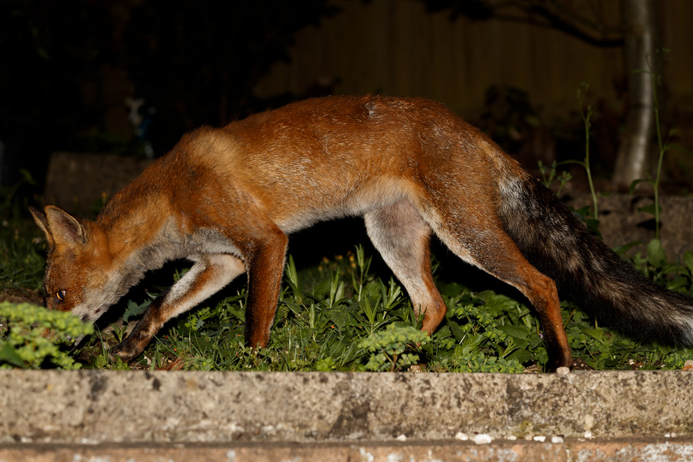 1308191308195605.jpg - Wolfy