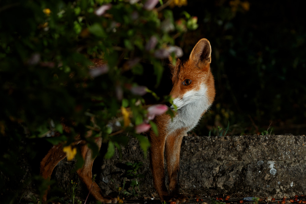 1308201008201804.jpg - Stumpy, the young male fox