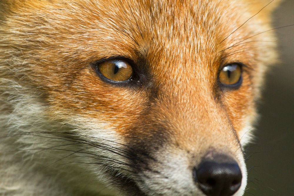 1309151606134699.jpg - Fox portrait