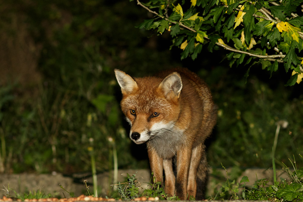 1309160809162745.jpg - Fox in garden