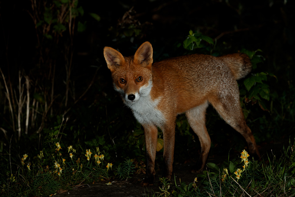 1309201309205238.jpg - Stumpy at night