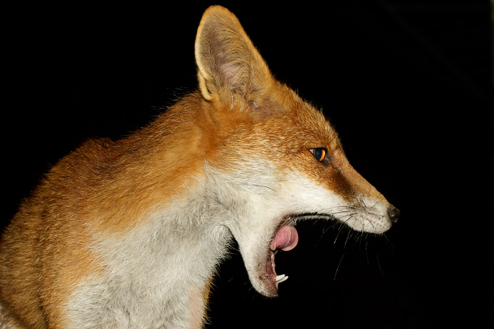 1310171310179628.jpg - Portrait of the Pretty Vixen