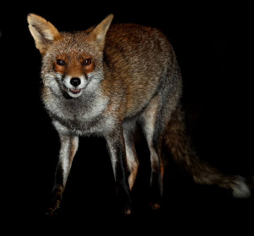 1310201110208172.jpg - Portrait of Wolfy
