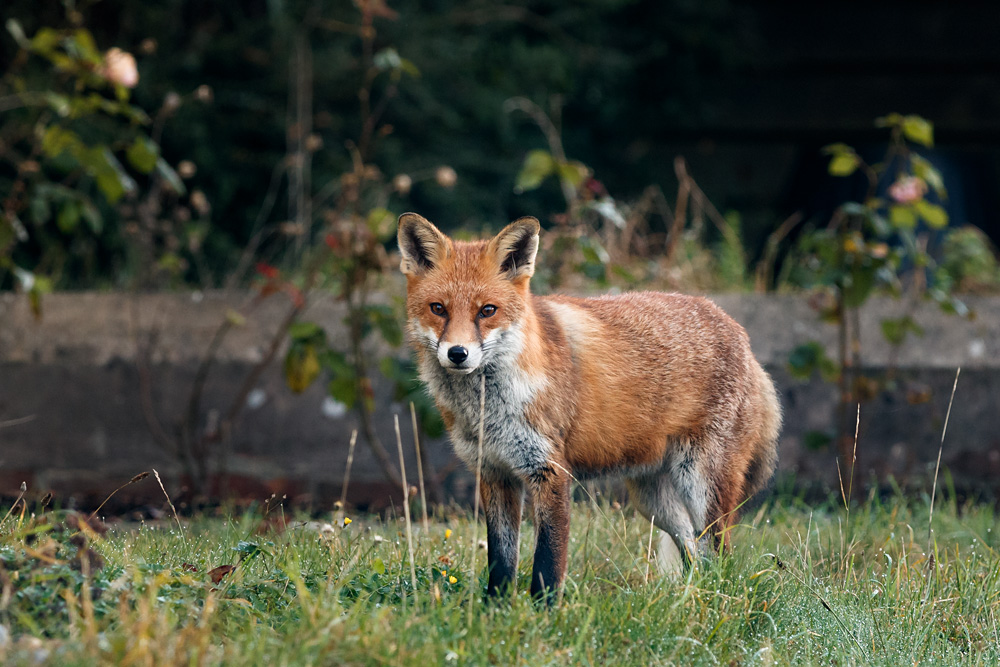 1310211310212608.jpg - Dog fox in the morning