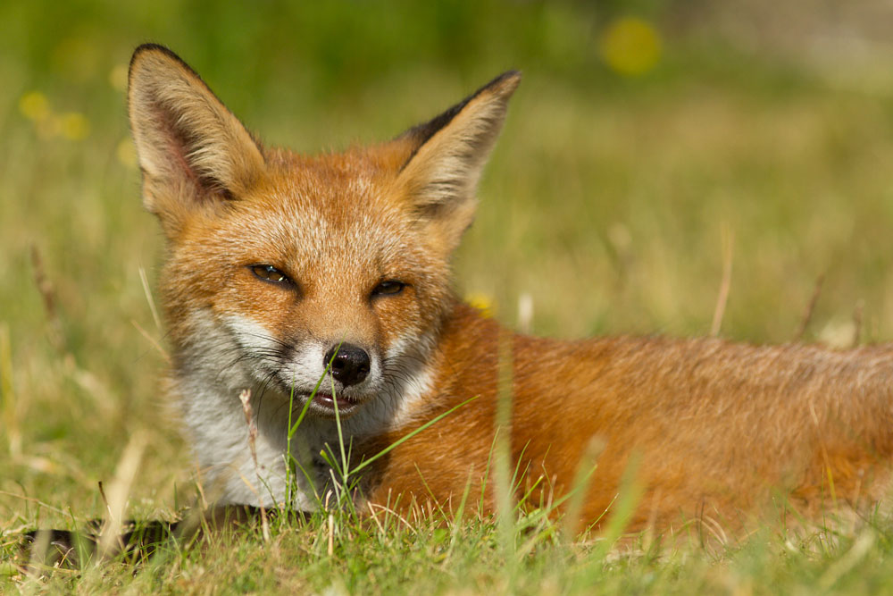 1311121807132538.jpg - Lazy young fox
