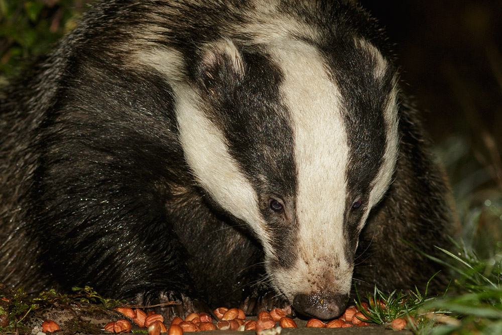 1311150111153765.jpg - Badger in garden