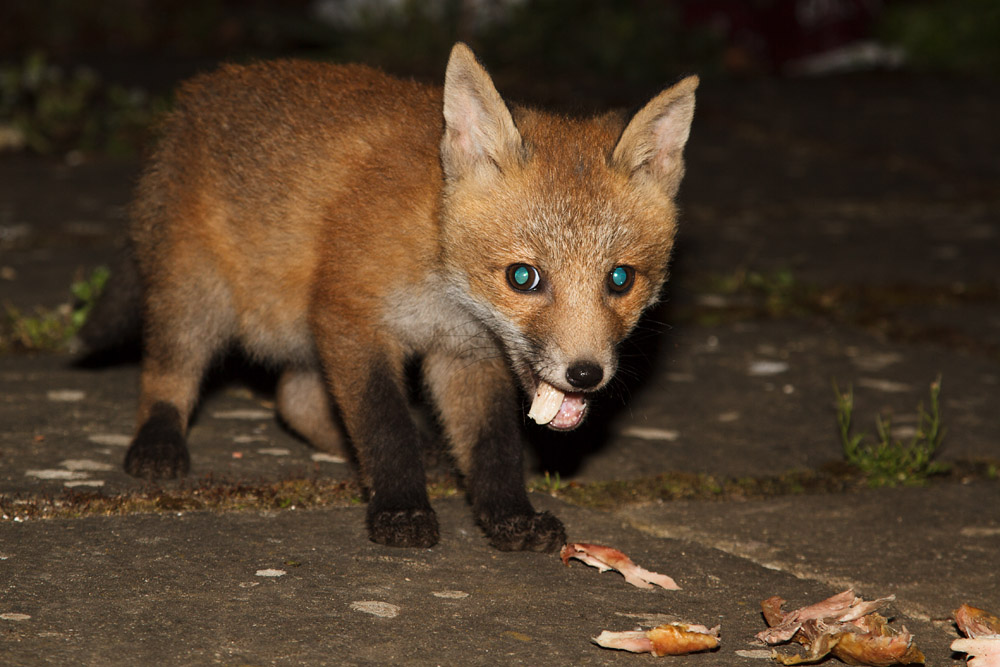 1311161105134660.jpg - Fox cub gets to taste some chicken