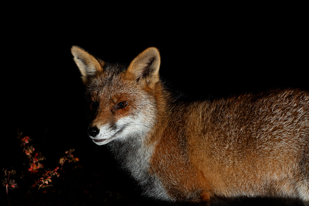 1311201211209635.jpg - Wolfy at night