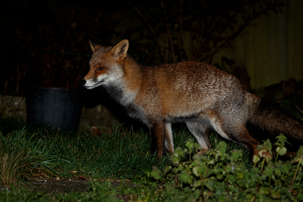 1312201212201434.jpg - Wolfy around the garden