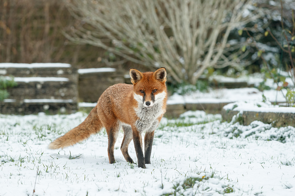 1312221312221775.jpg - Male fox (Stripe) in snow