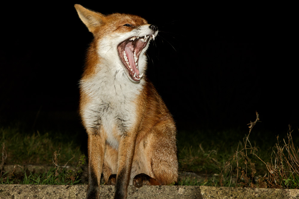 1401181401183473.jpg - Pretty Vixen yawning