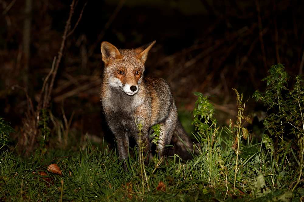 1401191301197210.jpg - Wolfy at night