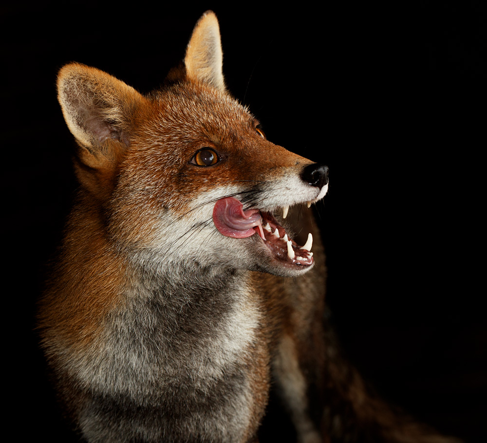 1401231401232592.jpg - Portrait of Lopa the vixen