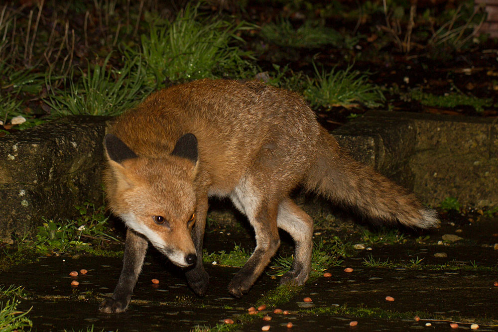 1402141302140921.jpg - Fox in garden