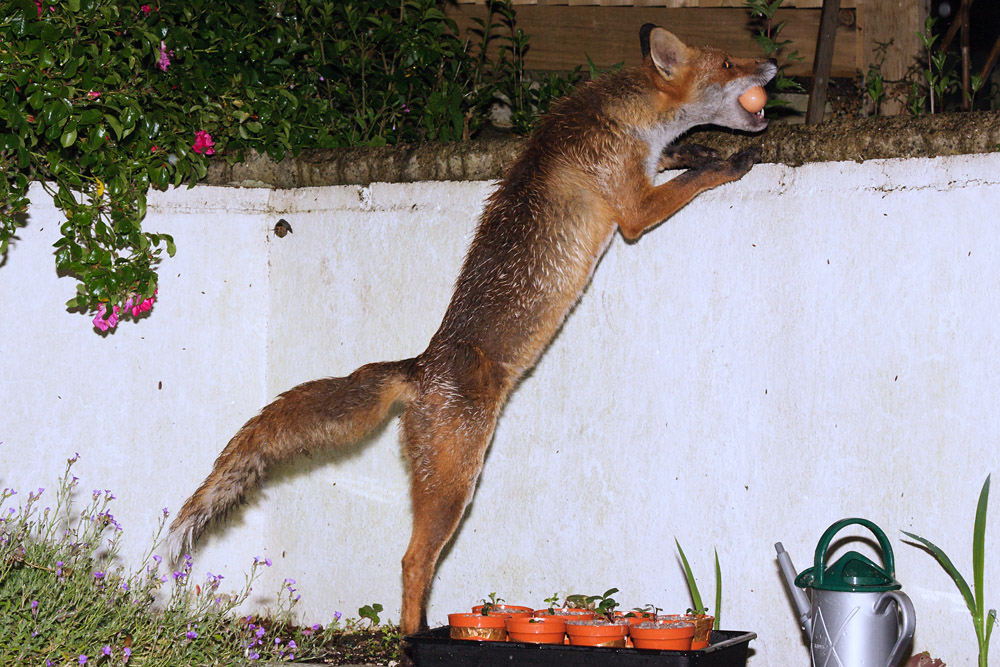 1402160806097072.jpg - Fox with an egg