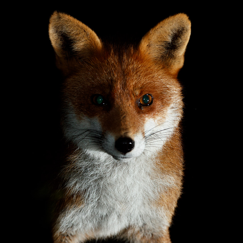 1402220402228851.jpg - Portrait of Stumpy