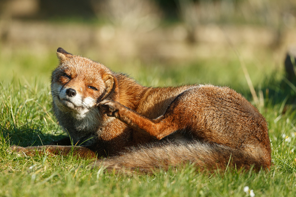 1402231402234592.jpg - Lopa relaxing in the sunshine