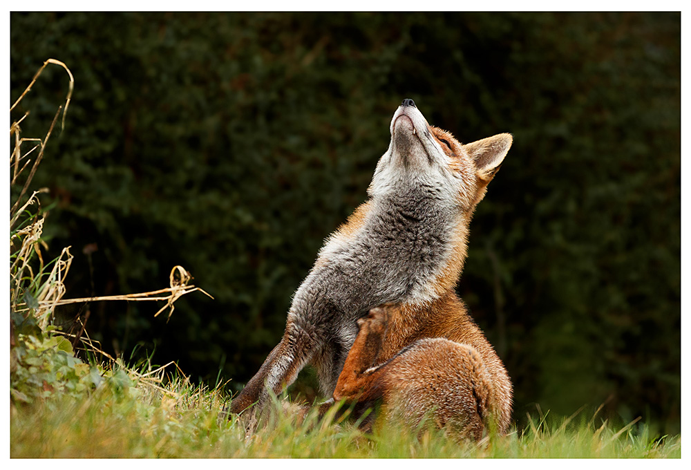 1402240702242954.jpg - Lopa enjoying a good scratch