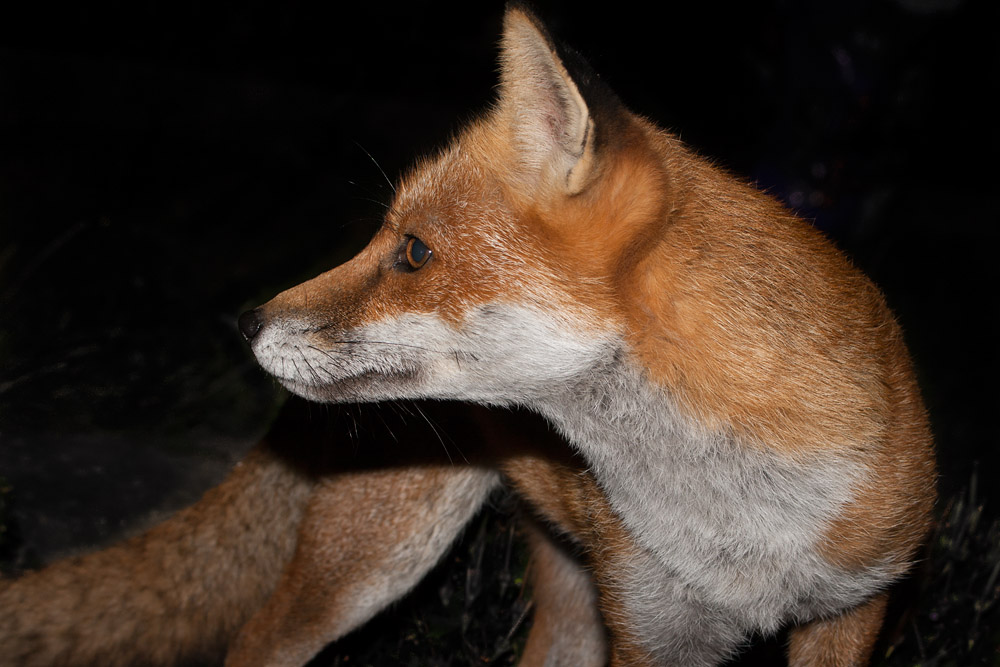 1403161209090634.jpg - Fox at night