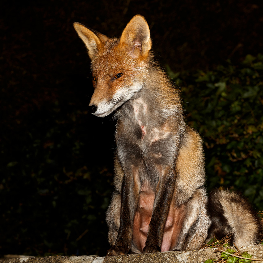 1403191303197606.jpg - Wolfy (vixen) at night