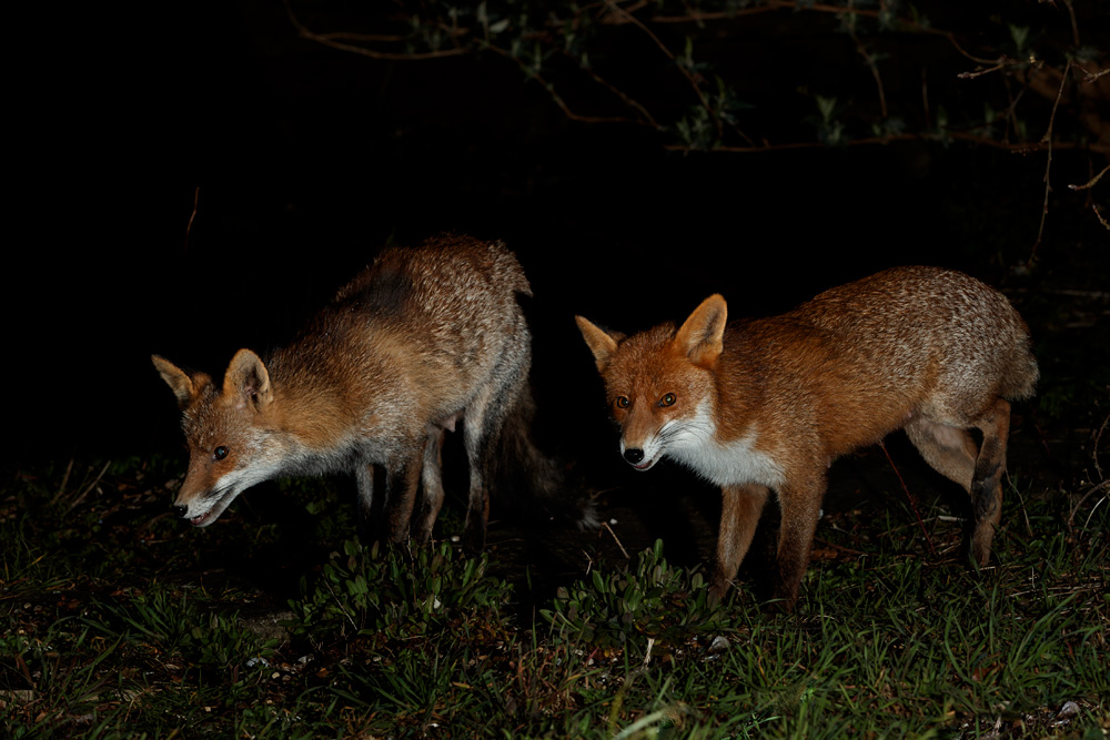 1403211403214495.jpg - Wolfy and Stumpy (both lactating)