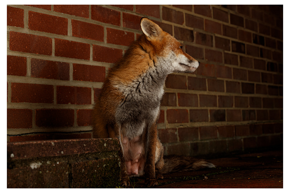1403231403236388.jpg - Lopa the vixen lactating