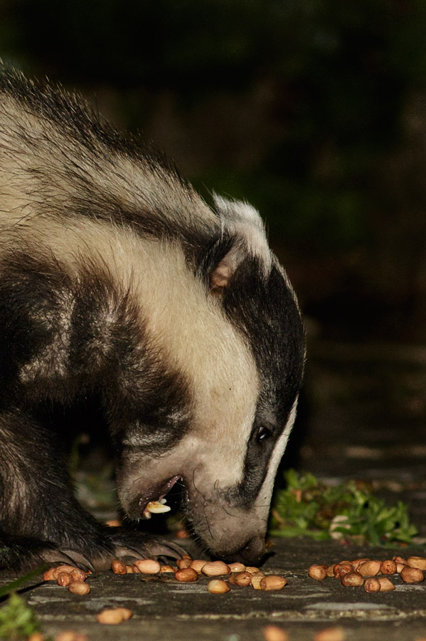 1404151204151860.jpg - Badger in garden