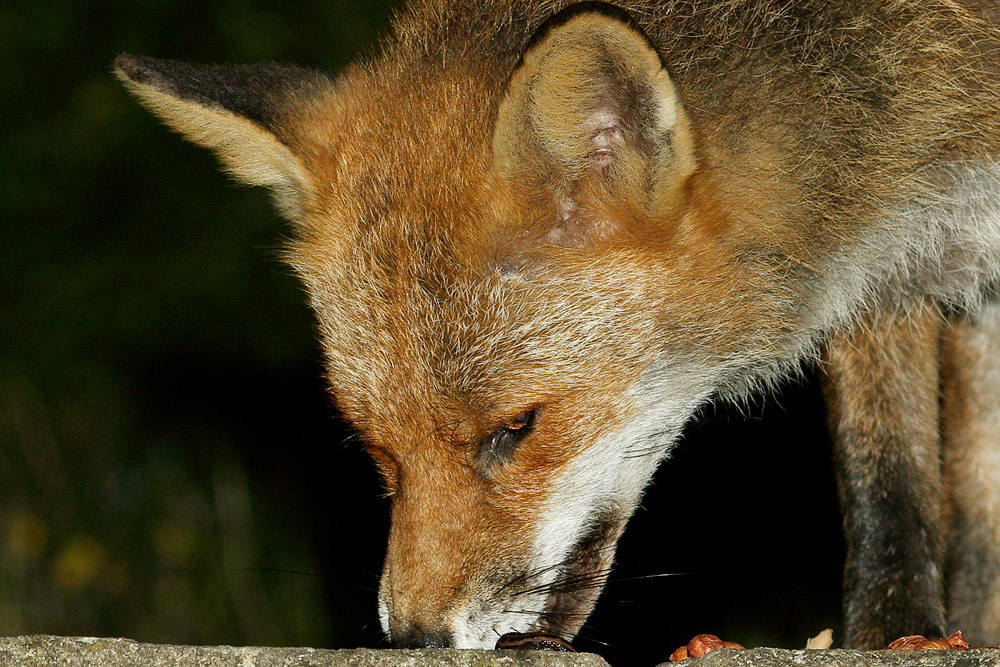 1404171404176694.jpg - Portrait of a fox