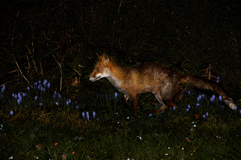 1404201204204423.jpg - Wolfy at night (with injured front right leg)