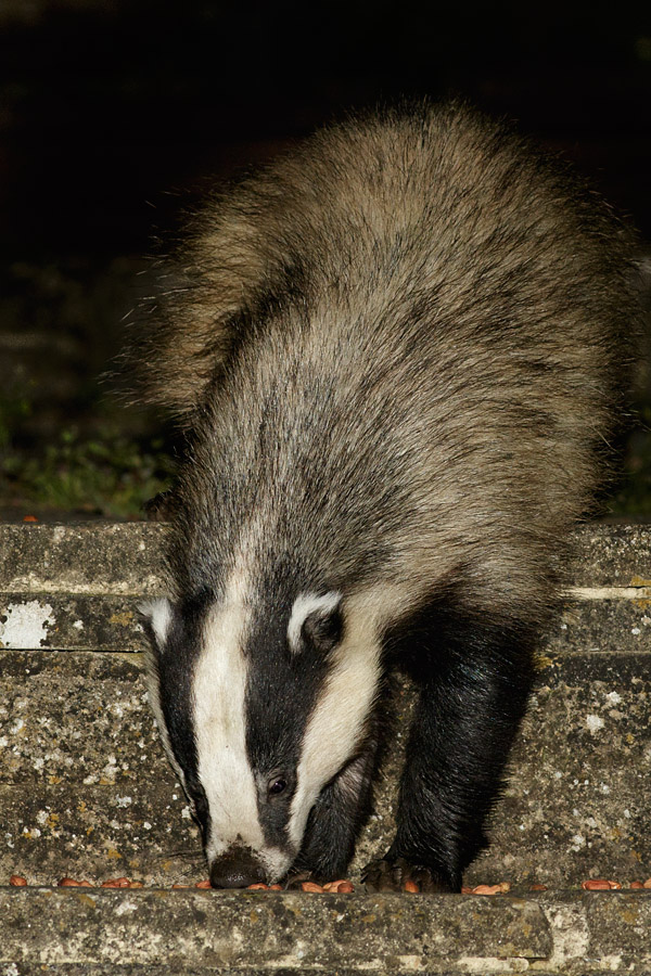 1405150705152500.jpg - Badger in garden (#2)