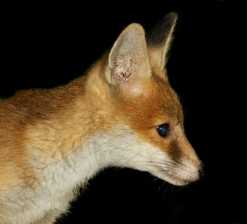 1405171305172894.jpg - Fox cub at about 10 weeks old