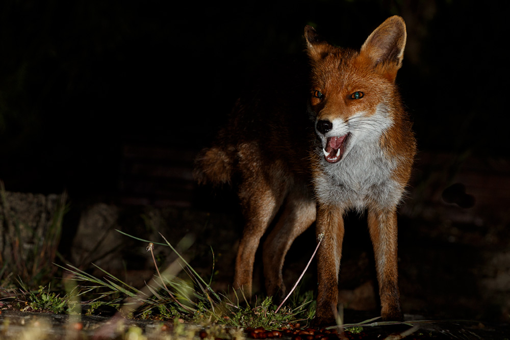 1405201405209560.jpg - Stumpy the young male fox