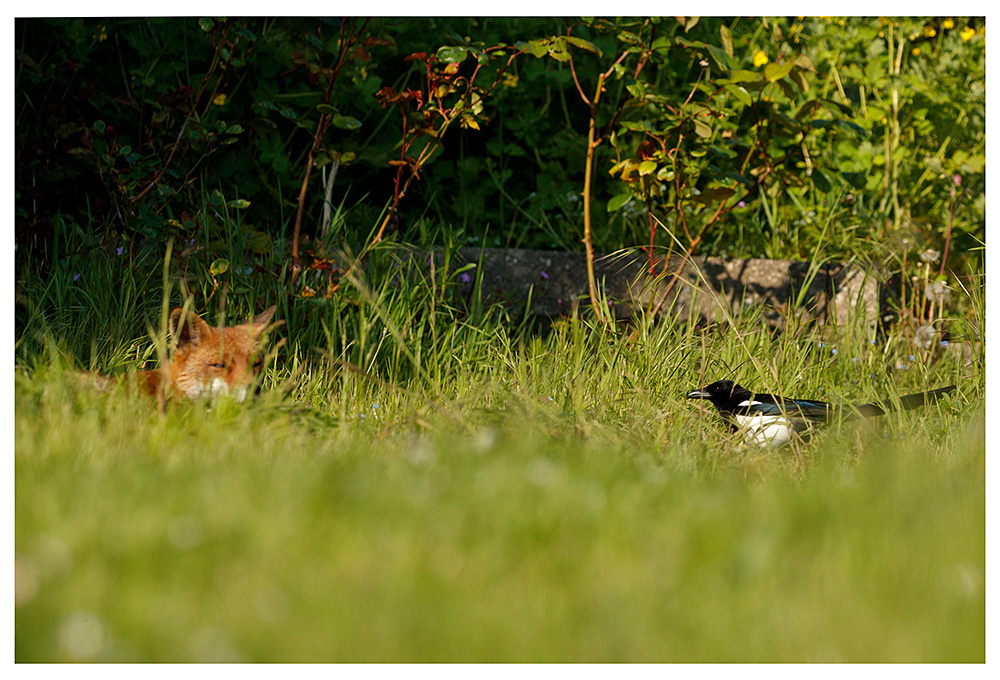 1405231305230826.jpg - Lopa in the sunshine with a magpie