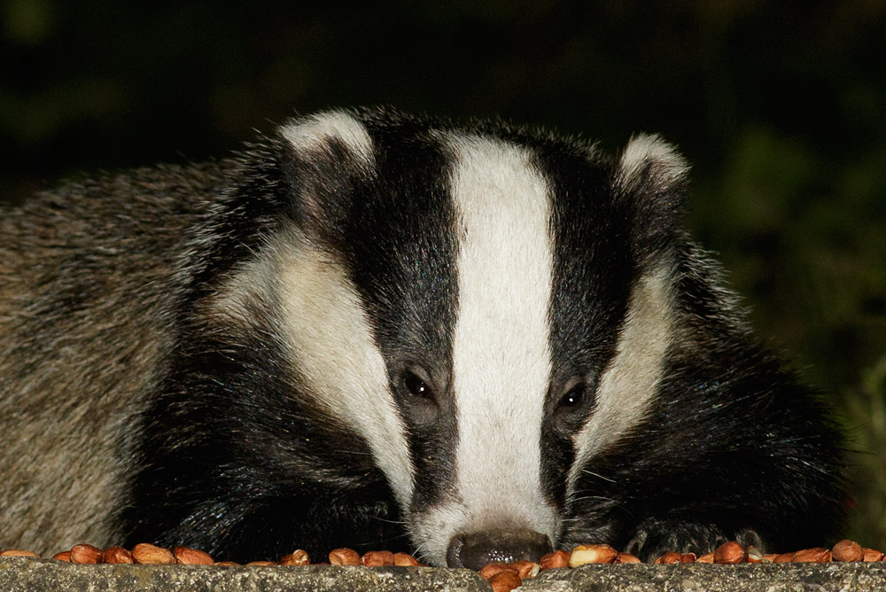 1406151306150023.jpg - Badger and peanuts