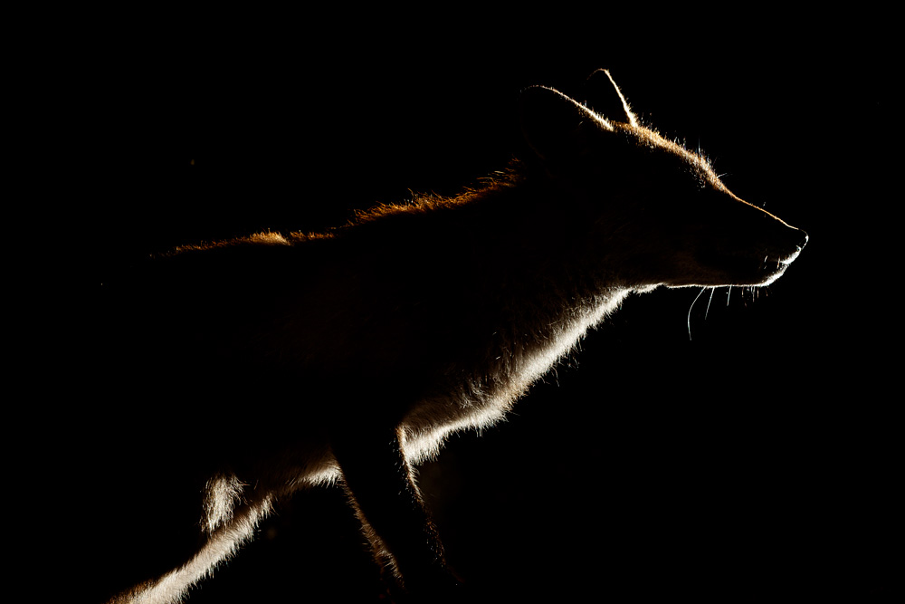 1406201306205061.jpg - Backlit portraits of Wolfy