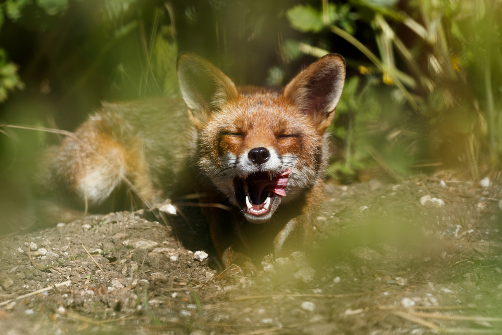 1406221406229114.jpg - Lopa the vixen enjoying the sun