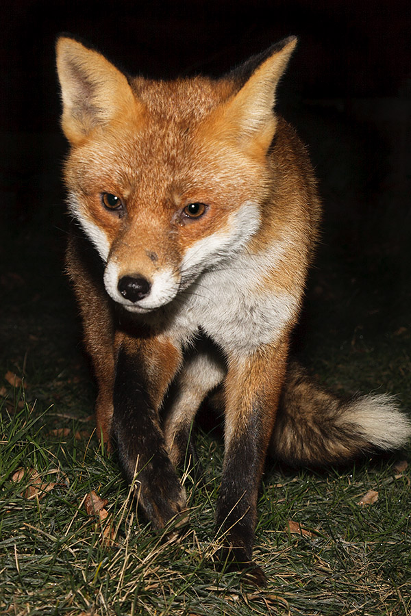 1407160401107943.jpg - Fox at night