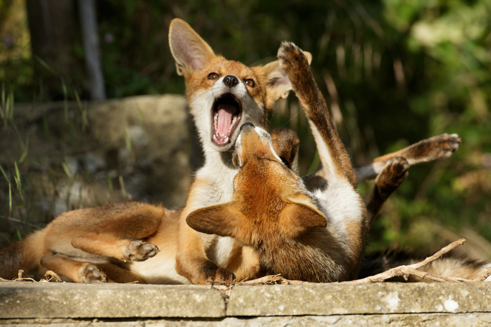 1407171407178897.jpg - Fox cubs playing
