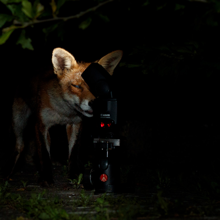 1407201307207896.jpg - Wolfy at night