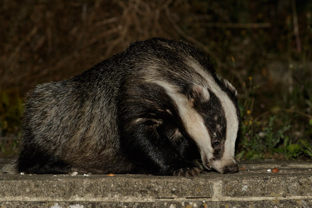 1408150708153093.jpg - Badger in garden