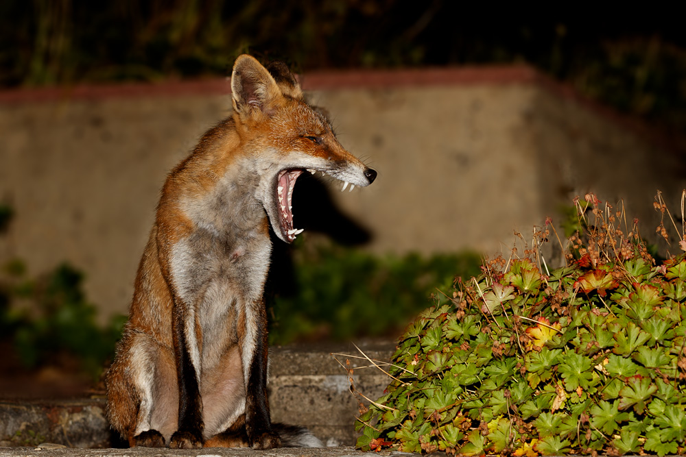 1408191408195615.jpg - Wolfy